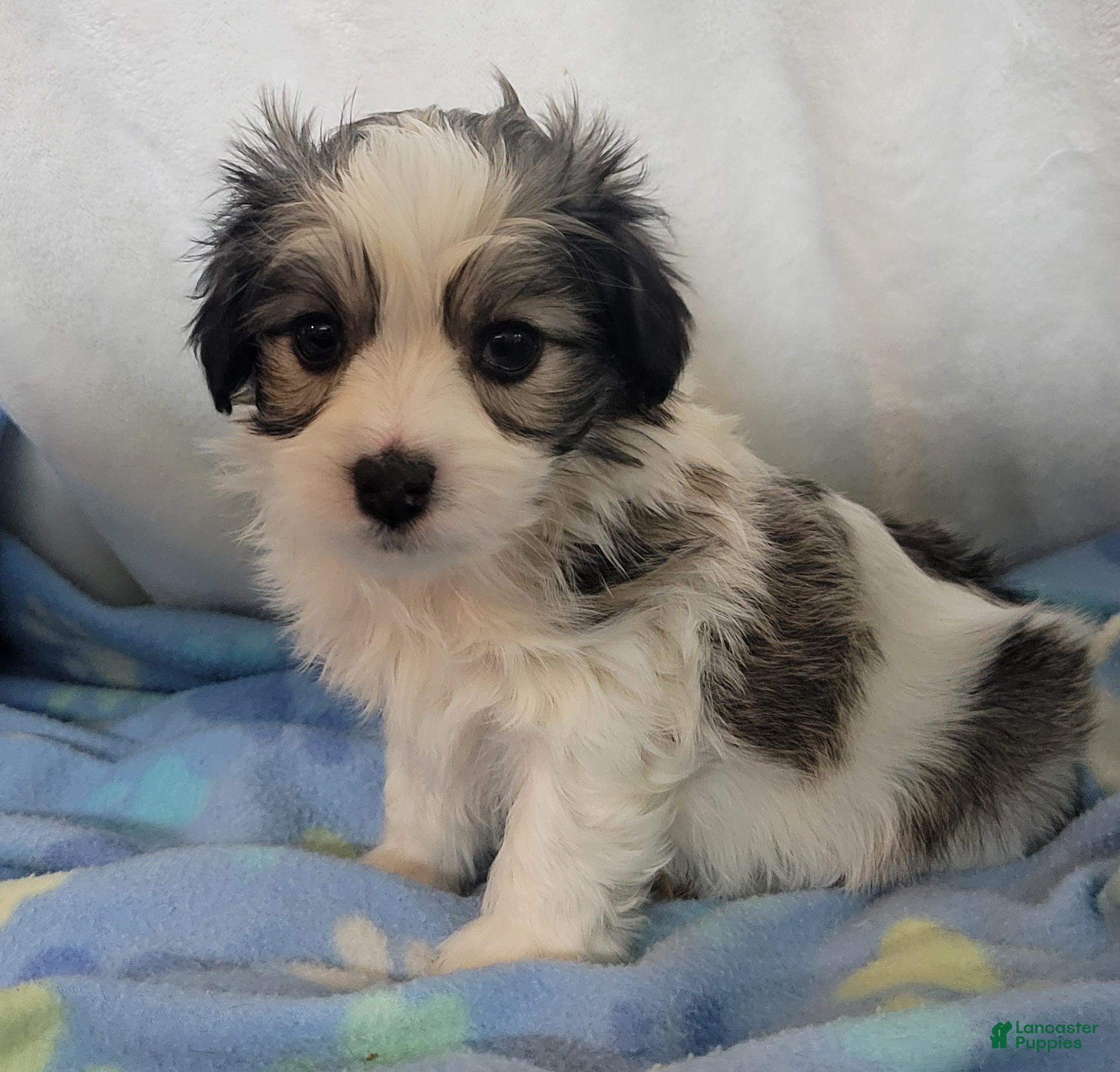 Mixed Breed dogs  3 cookies - Ad 19