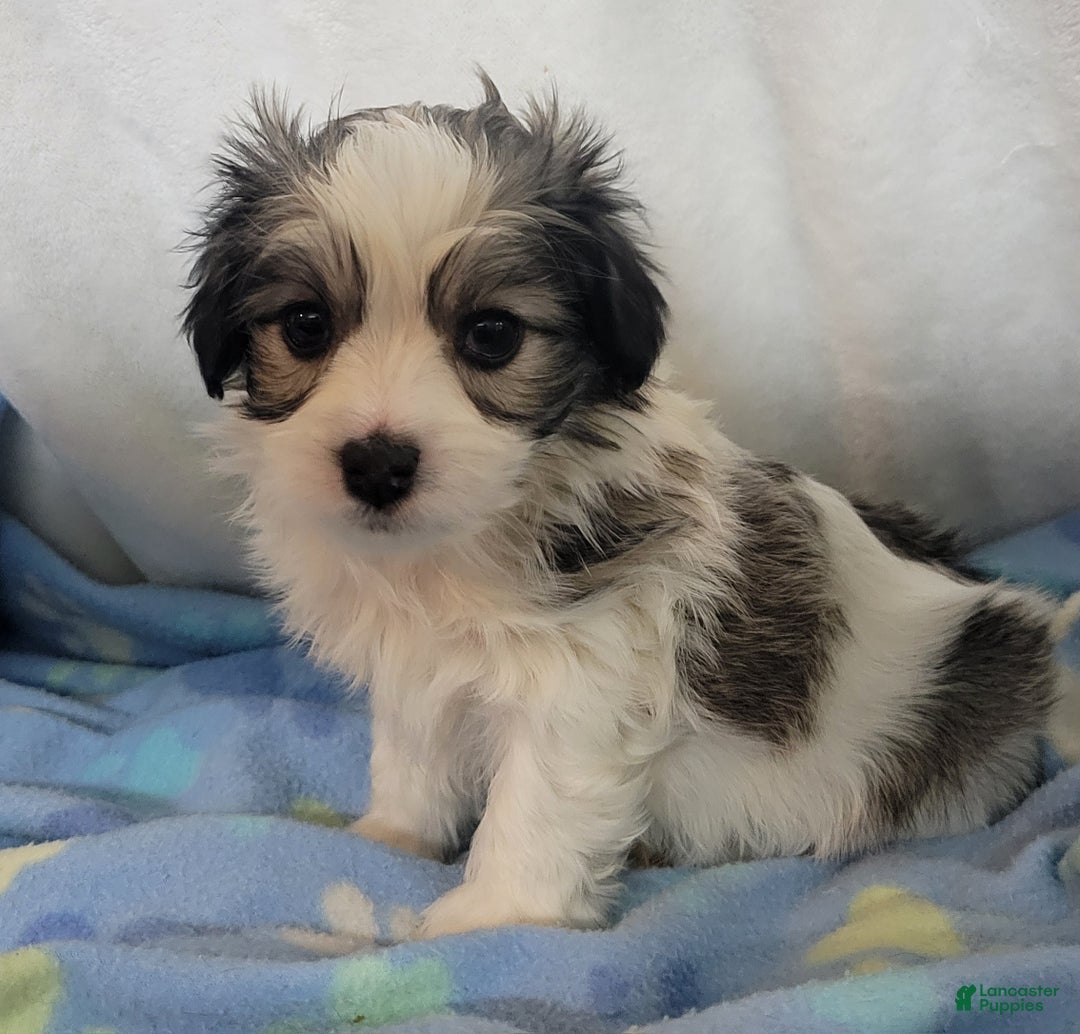 Mixed Breed dogs for sale:  3 cookies - Ad 1