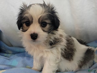 Mixed Breed dogs 3 cookies - Ad 19