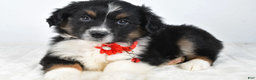Miniature Australian Shepherd dogs for sale: Bessie - Ad 2