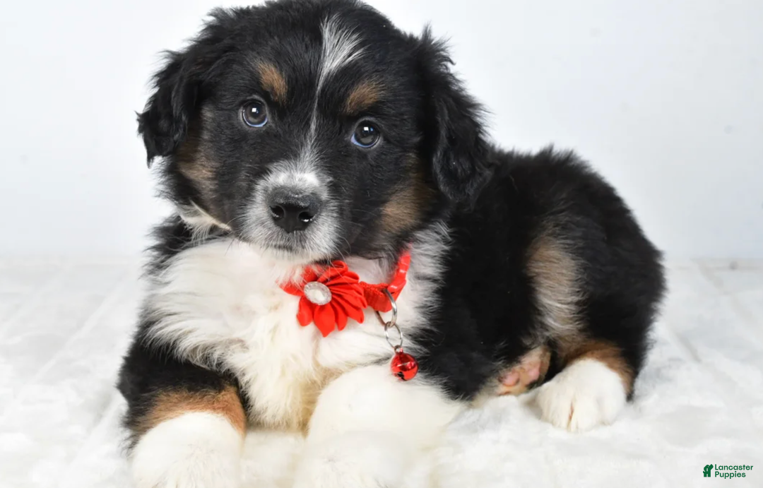 Miniature Australian Shepherd dogs for sale: Bessie - Ad 2