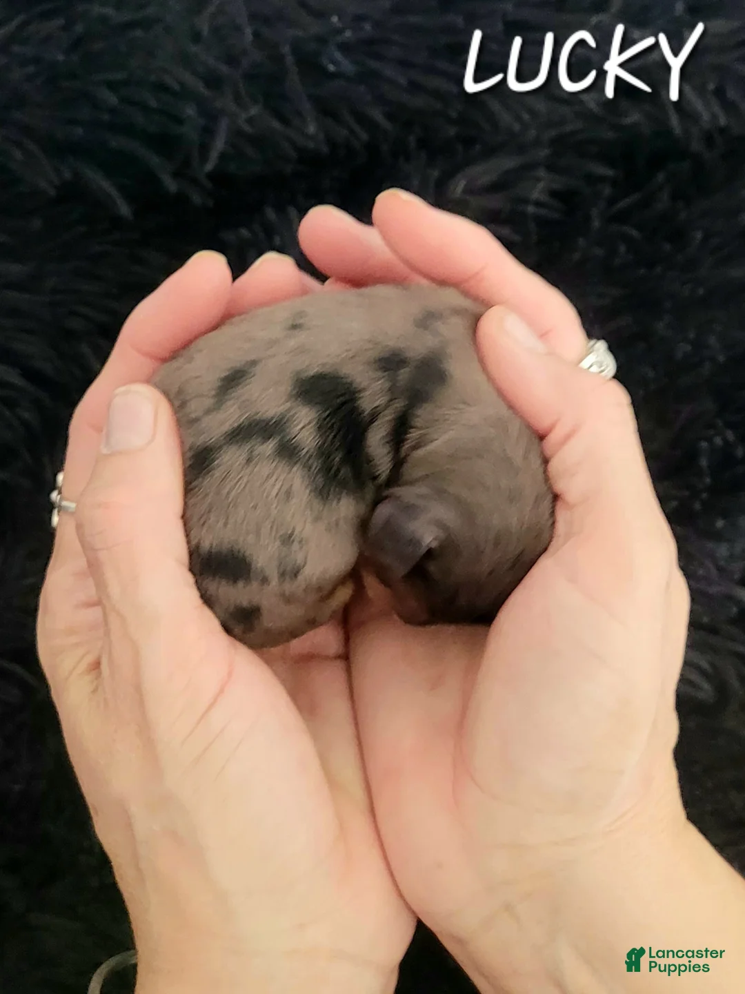 Miniature Dachshund dogs for sale: Lucky - Ad 2