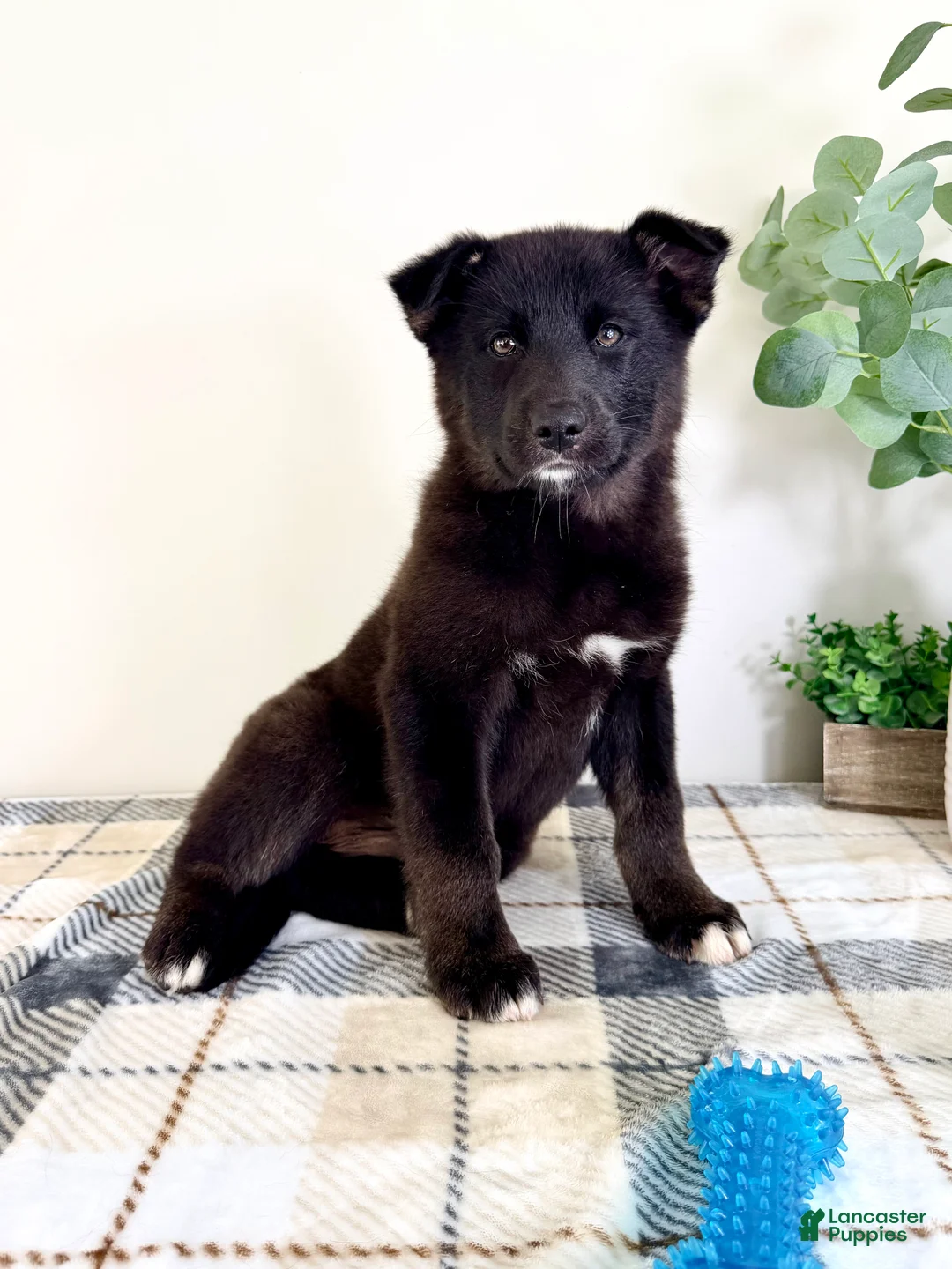 Gerberian Shepsky dogs for sale: Braxton - Ad 5