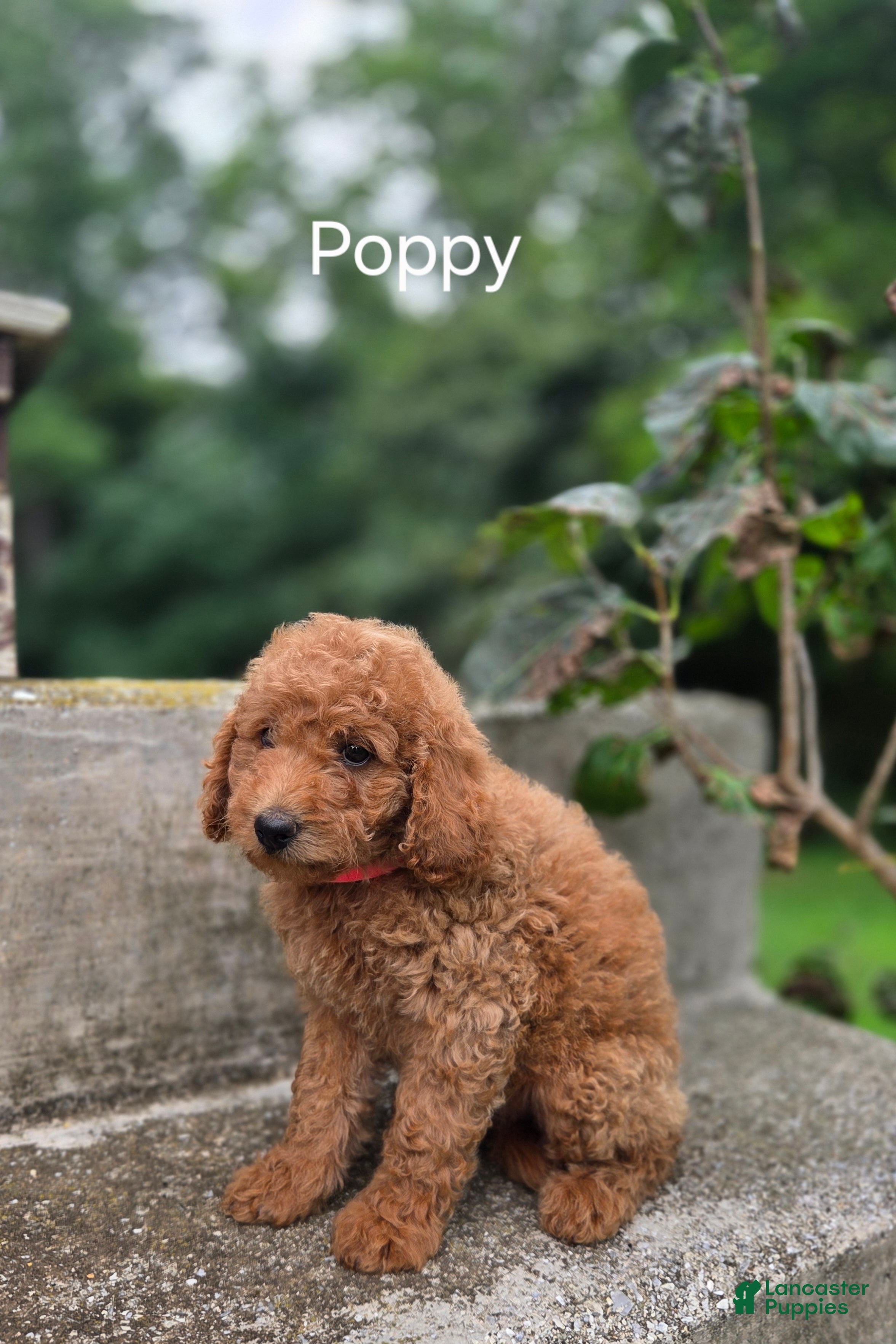 Irish Doodle dogs Irish Doodle 5 - Ad 7