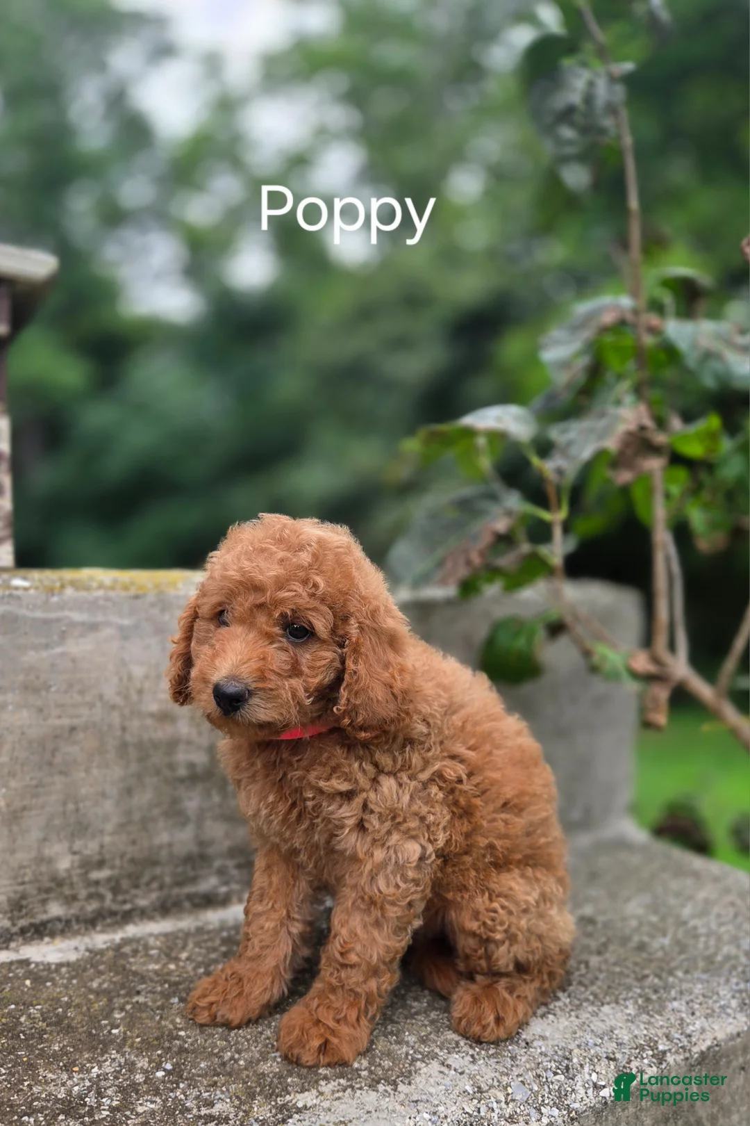 Irish Doodle dogs for sale: Irish Doodle 5 - Ad 1