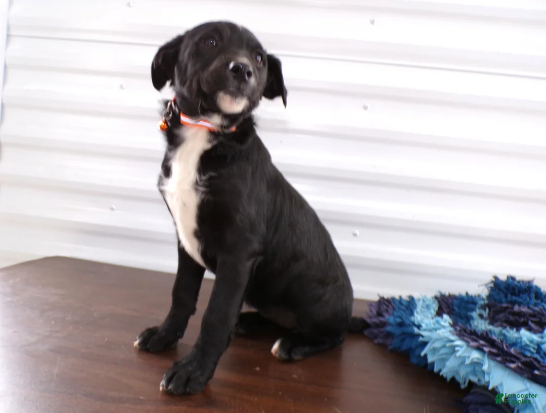 Border Terrier dogs for sale: Border Terrier Puppy 4 Blacky - Ad 2