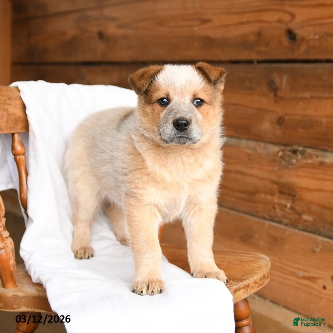 Australian Cattle Dog dogs for sale: Hero - Ad 2