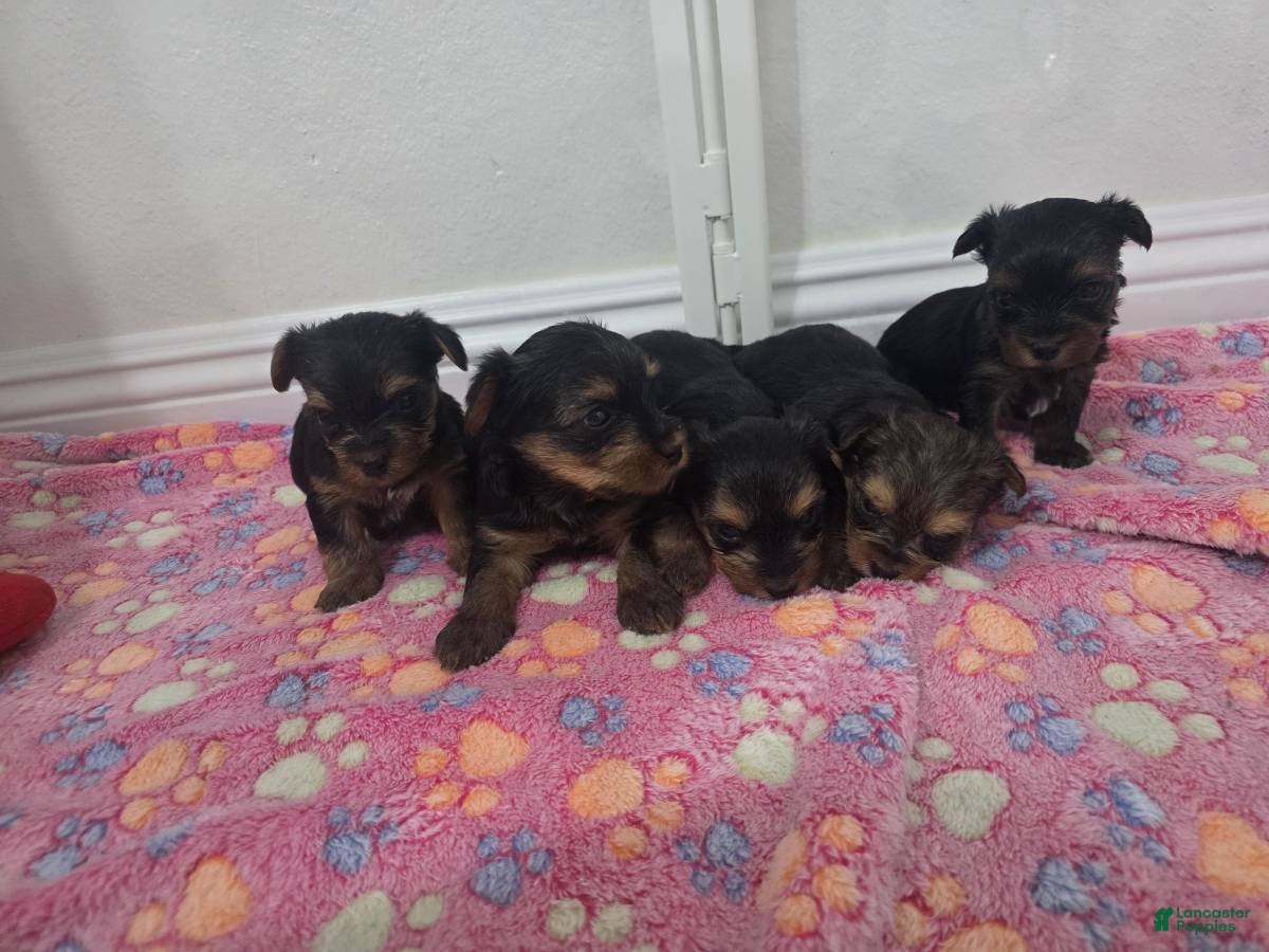 Yorkshire Terrier dogs for sale: Yorkshire Terrier 1 - Ad 2