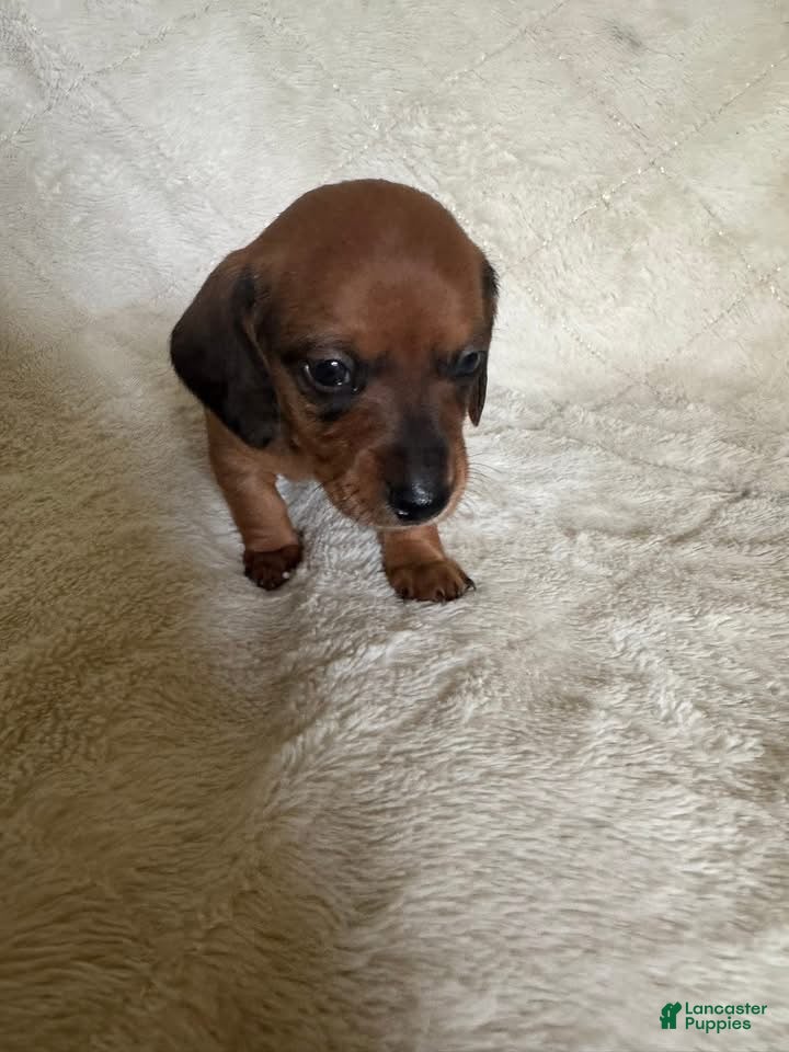Miniature Dachshund dogs for sale: Packard - Ad 4