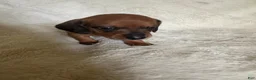 Miniature Dachshund dogs for sale: Packard - Ad 1
