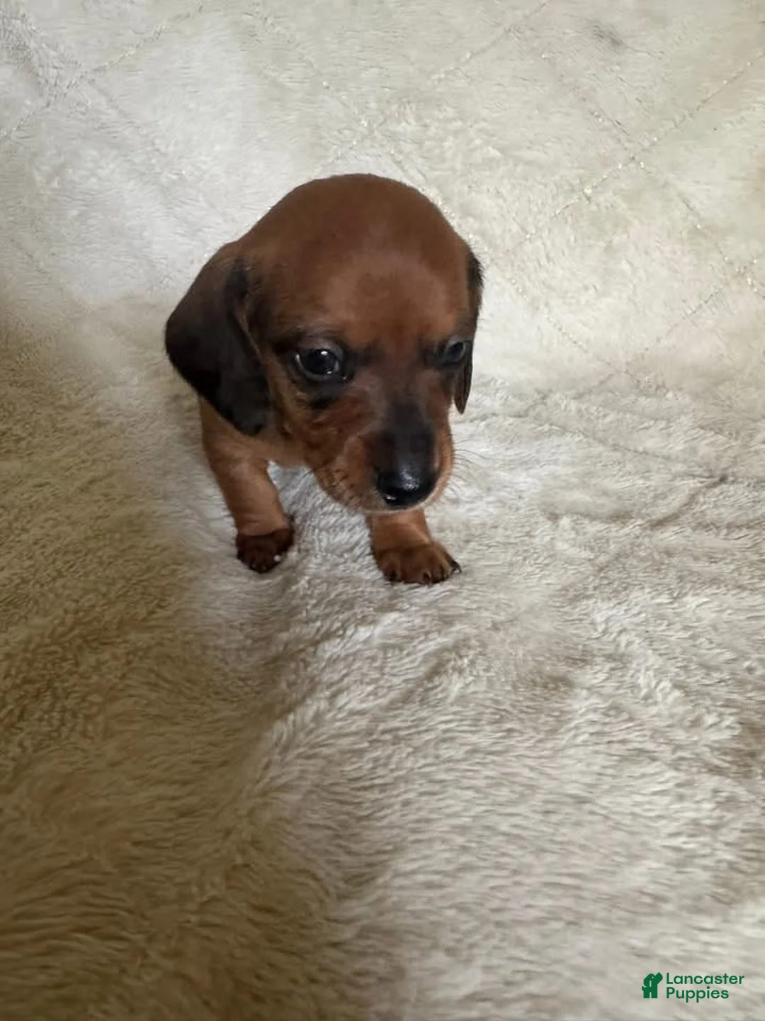 Miniature Dachshund dogs for sale: Packard - Ad 1