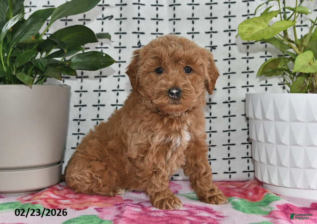 Goldendoodle dogs for sale: Ronella - Ad 1