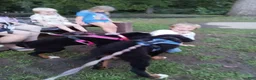 Bernese Mountain Dog dogs for sale: Bernese Mountain Dog 2 - Ad 33