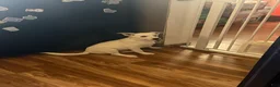 Mixed Breed dogs for sale: $100 BOTH MALES - Ad 2