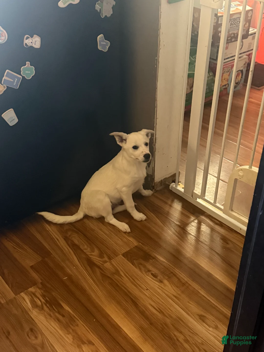 Mixed Breed dogs for sale: $100 BOTH MALES - Ad 2