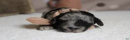 Aussiedoodle dogs for sale: Spot  - Ad 2