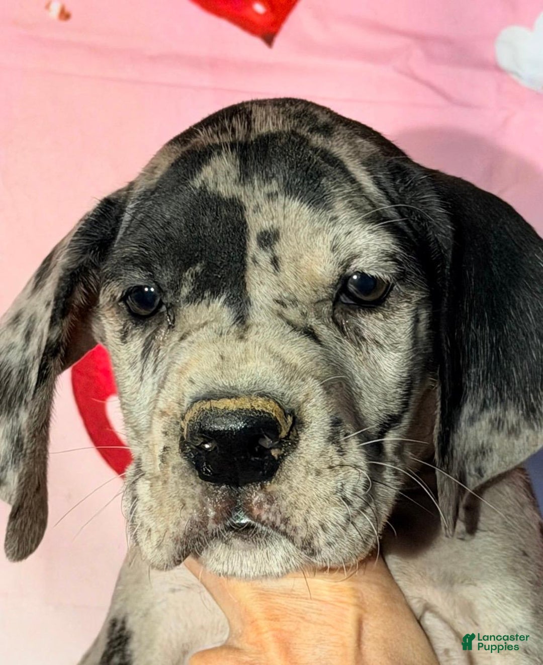 Great Dane dogs for sale: ADAM - BLACK MERLE - Ad 1