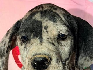 Great Dane dogs ADAM - BLACK MERLE - Ad 32