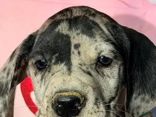 Great Dane dogs ADAM - BLACK MERLE - Ad 30