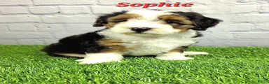 Sophie 