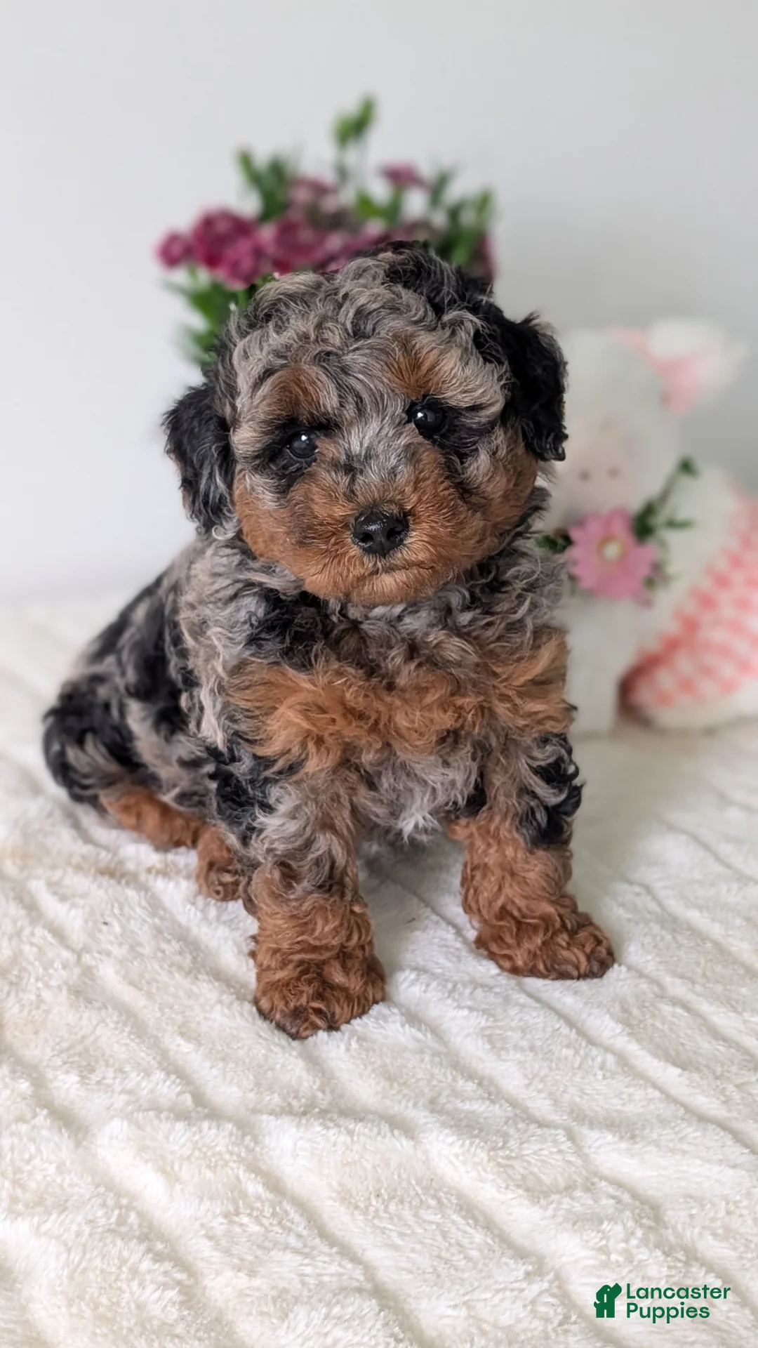 Toy Poodle dogs for sale: Zion - Ad 2