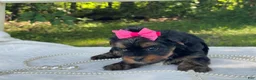 Yorkshire Terrier dogs for sale:  River - Ad 6