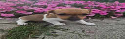 Jack Russell Terrier dogs for sale: Pearl - Ad 4