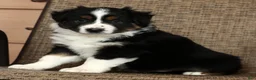 Miniature Australian Shepherd dogs for sale: Thunder - Ad 8