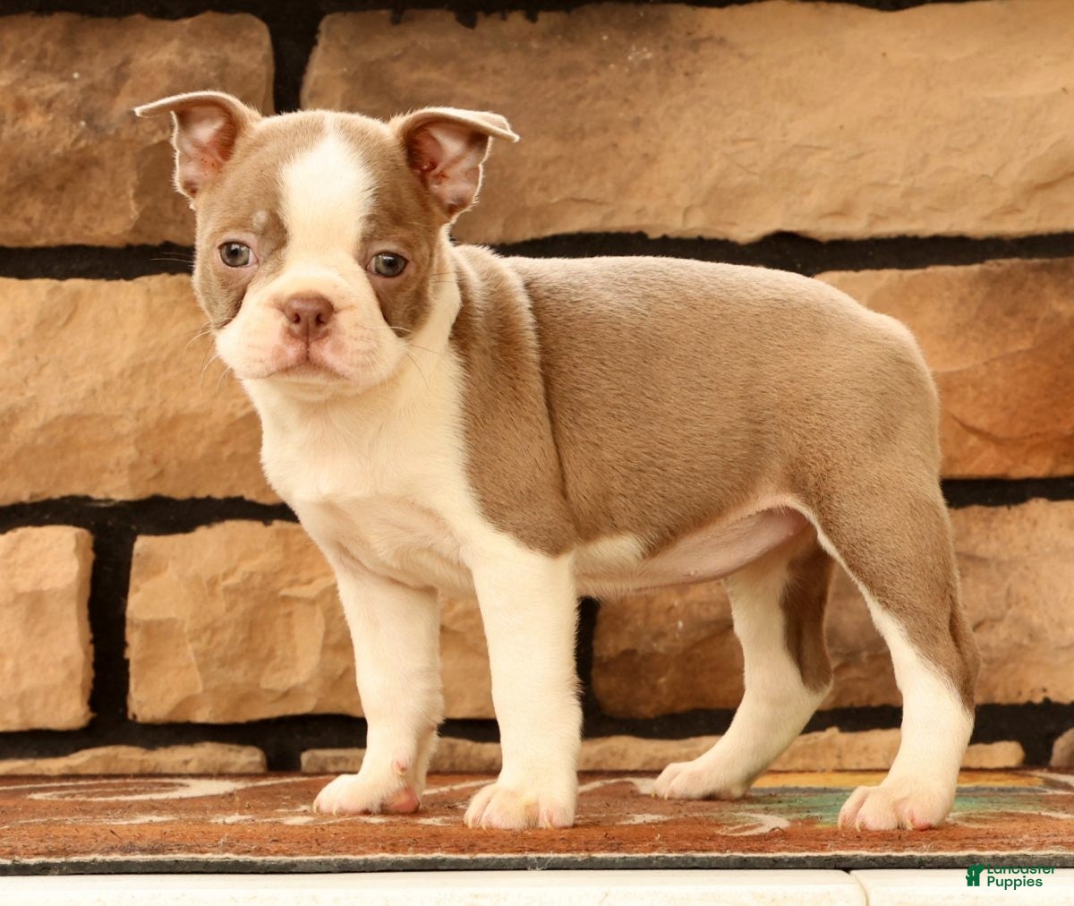 Boston Terrier dogs for sale: Crystal - Ad 1
