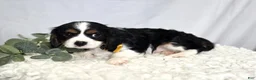 Cavalier King Charles Spaniel dogs for sale: Carter - Ad 4