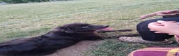 Mixed Breed dogs for sale: Mixed Breed 1 - Ad 2
