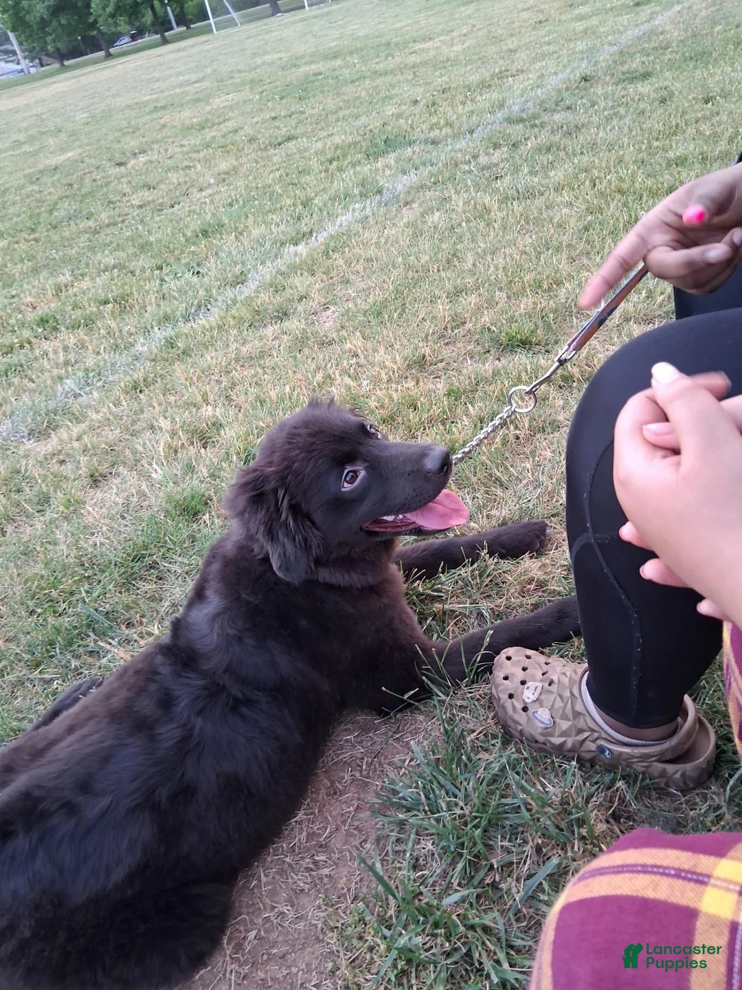 Mixed Breed dogs for sale: Mixed Breed 1 - Ad 2