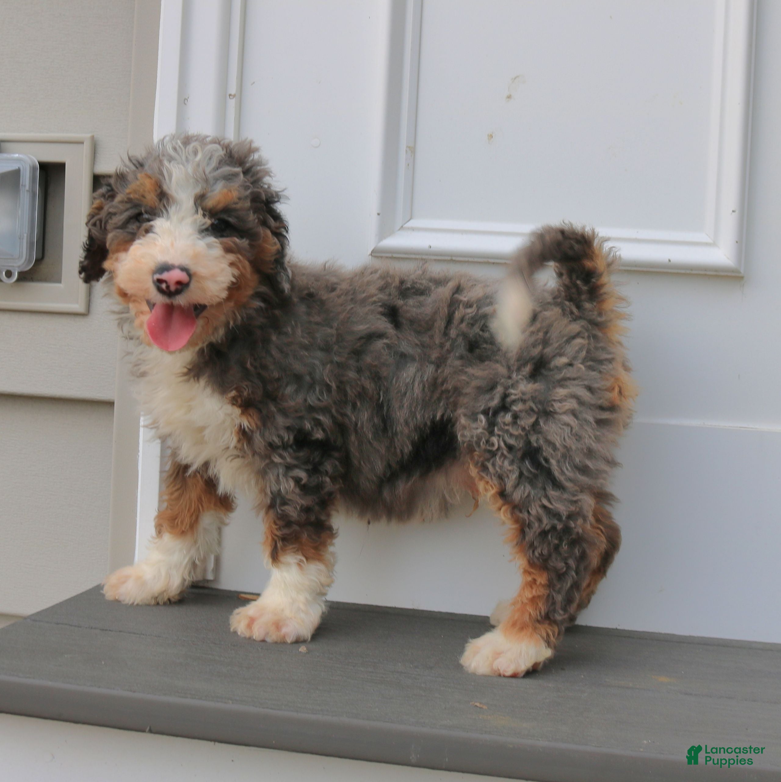 Mini Bernedoodle dogs Happy  - Ad 2
