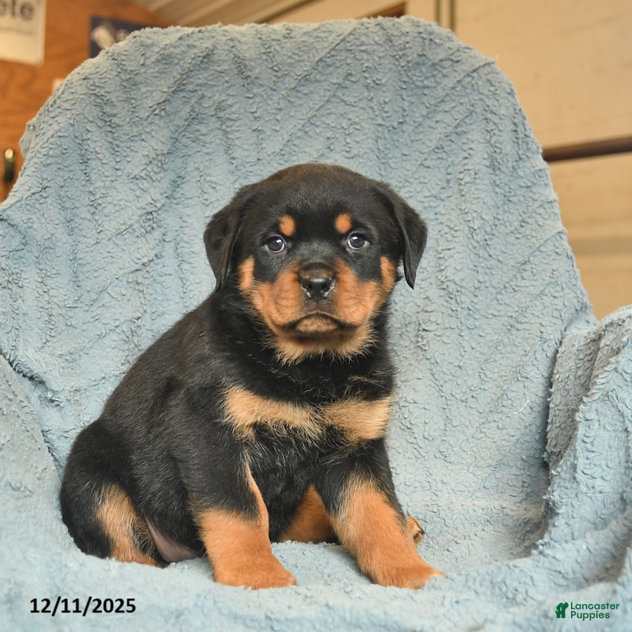 Rottweiler dogs Rusty  - Ad 19