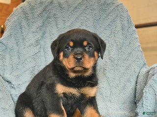 Rottweiler dogs Rusty - Ad 6