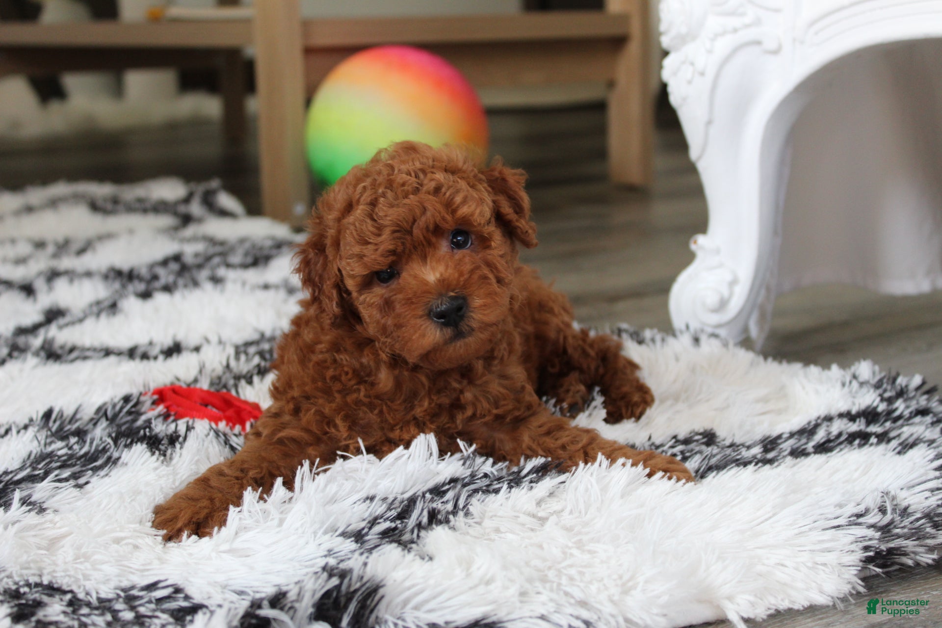 Bichpoo dogs Jerry - Ad 1