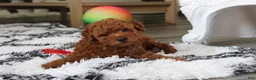 Bichpoo dogs for sale: Jerry - Ad 1
