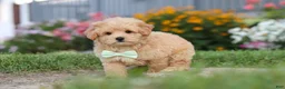 Maltipoo dogs for sale: Sailor - Ad 13