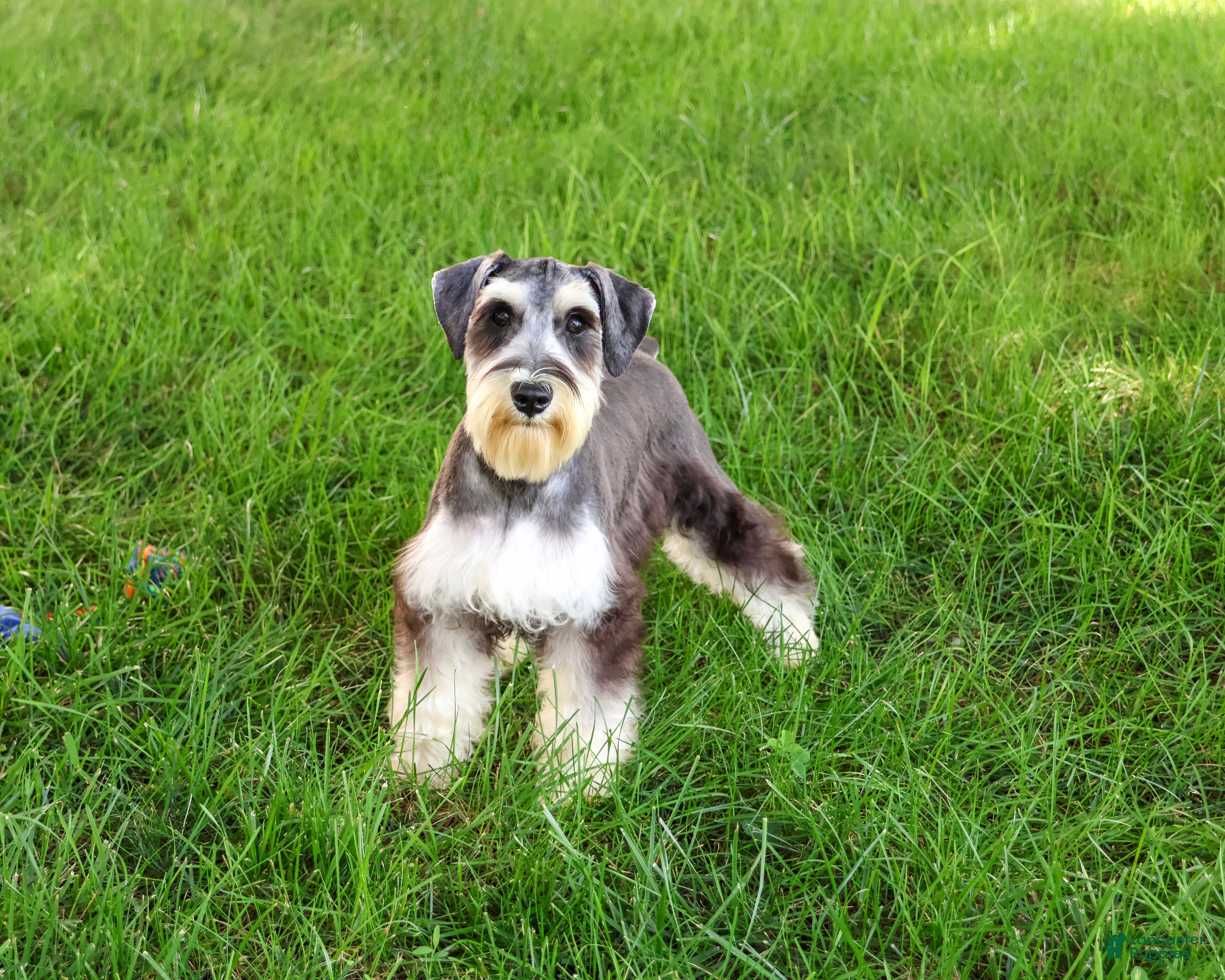 Miniature Schnauzer dogs Champ - Ad 1