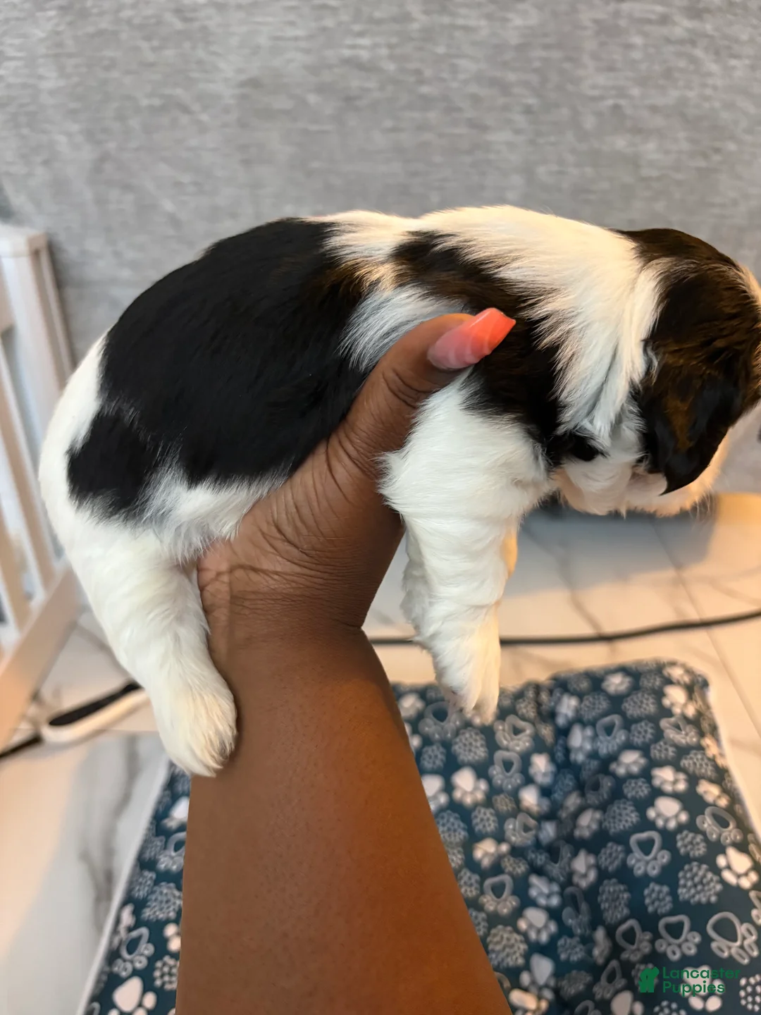 Shih Tzu dogs for sale: Shih Tzu Puppy 3 - Ad 1