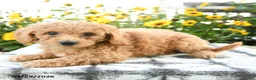 Bichpoo dogs for sale: Adley - Ad 3