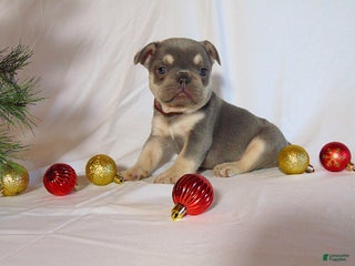 French Bulldog dogs Tesla - Ad 41