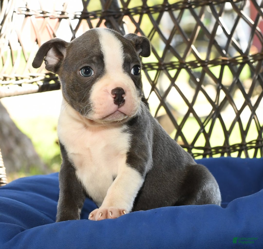 Nick for sale in Shreve Lancaster Puppies