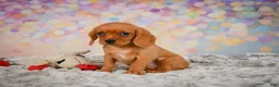 Beaglier dogs for sale: Brianna - Ad 10