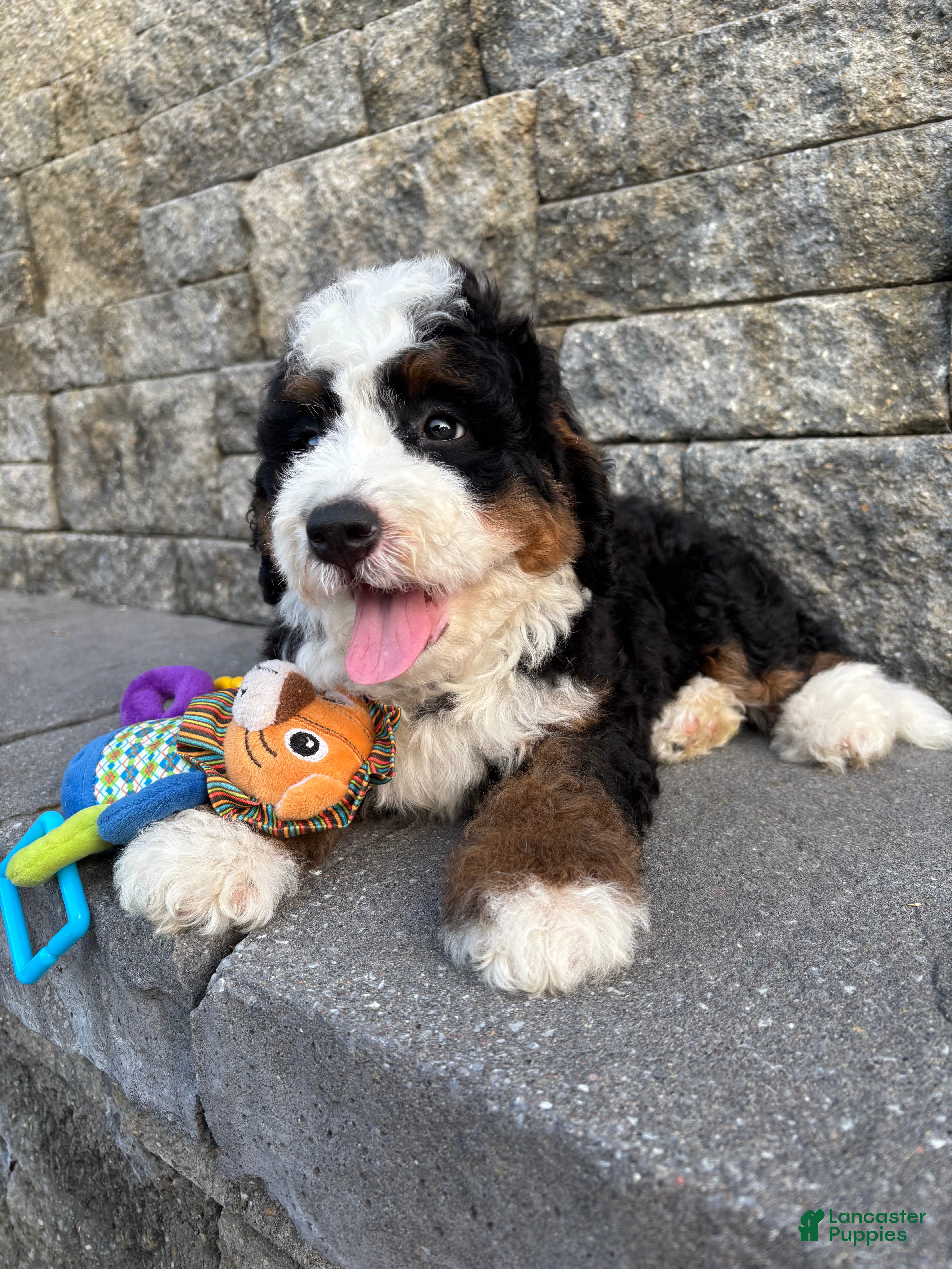 Bernedoodle dogs Serenade - Ad 2
