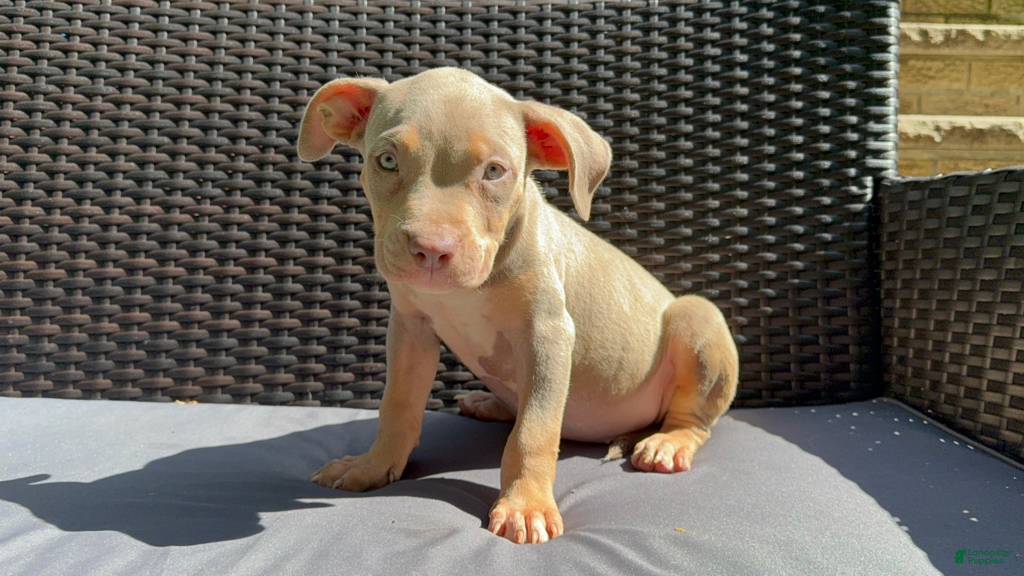 American Bully dogs for sale: American Bully 7 - Ad 3