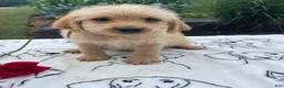 Labradoodle dogs for sale: Prince - Ad 3