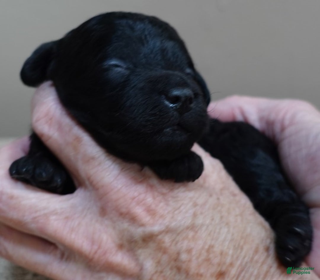 Toy Poodle dogs for sale: Benny - Ad 5