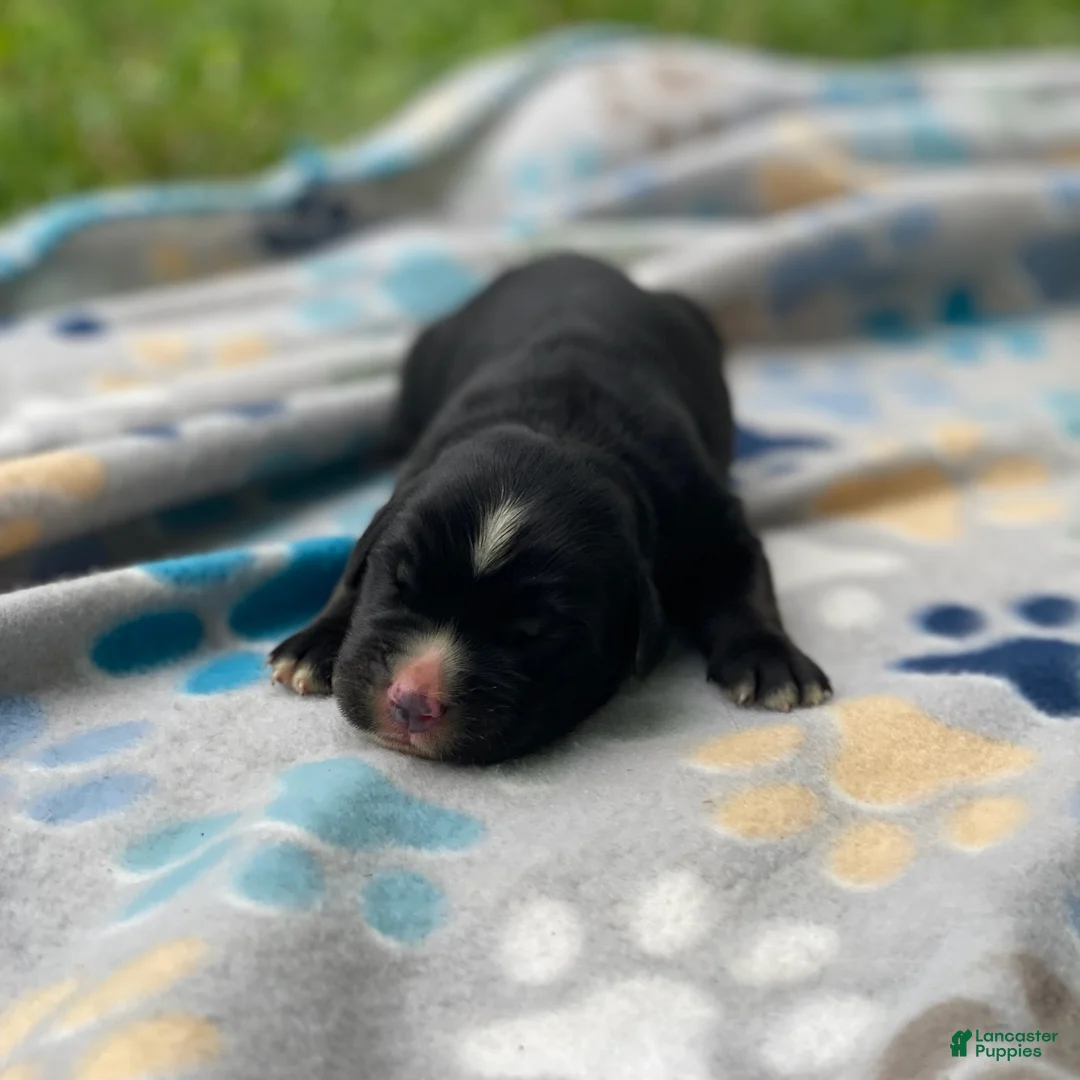 Mixed Breed dogs for sale: Willow - Ad 1