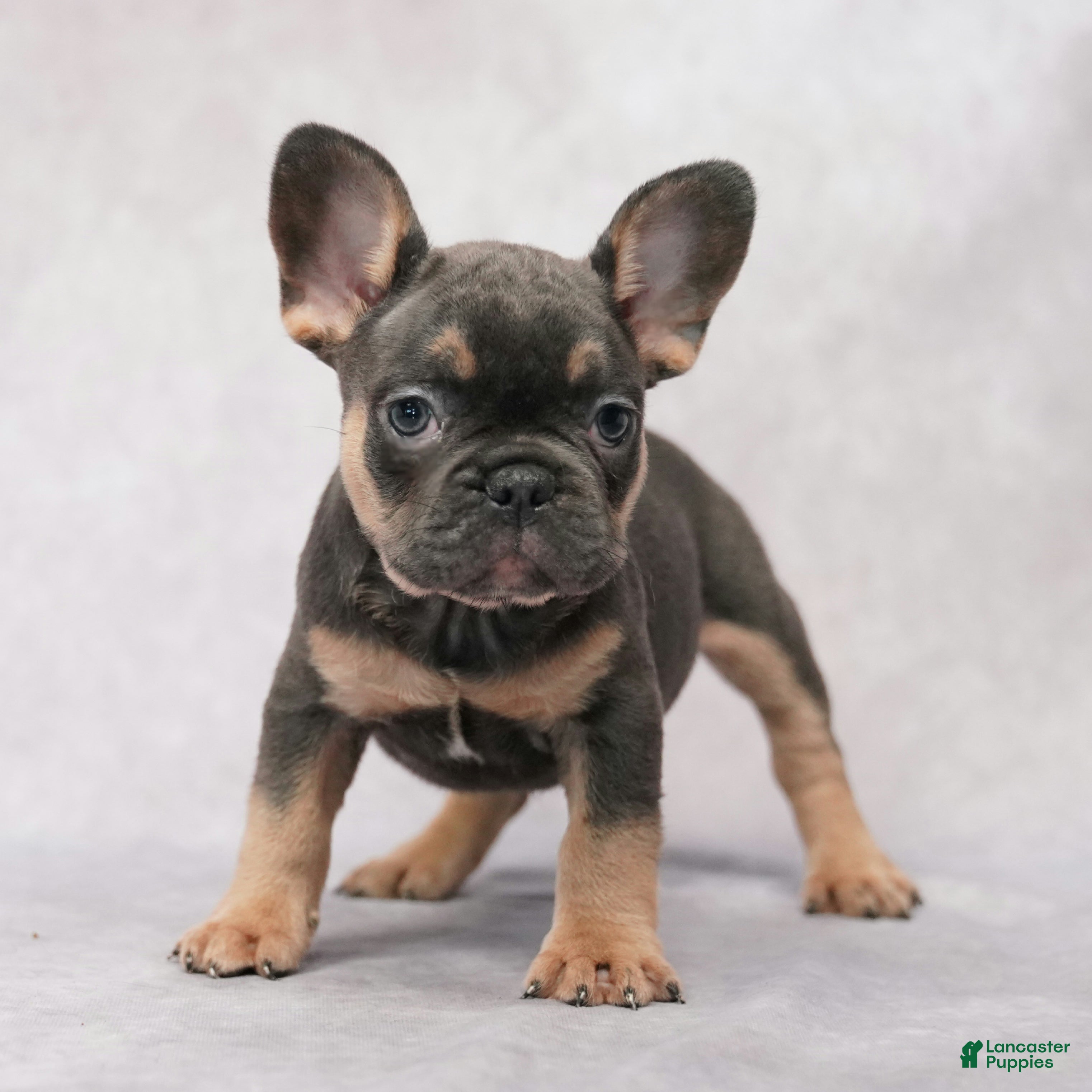 French Bulldog dogs for sale: Buster - Ad 1